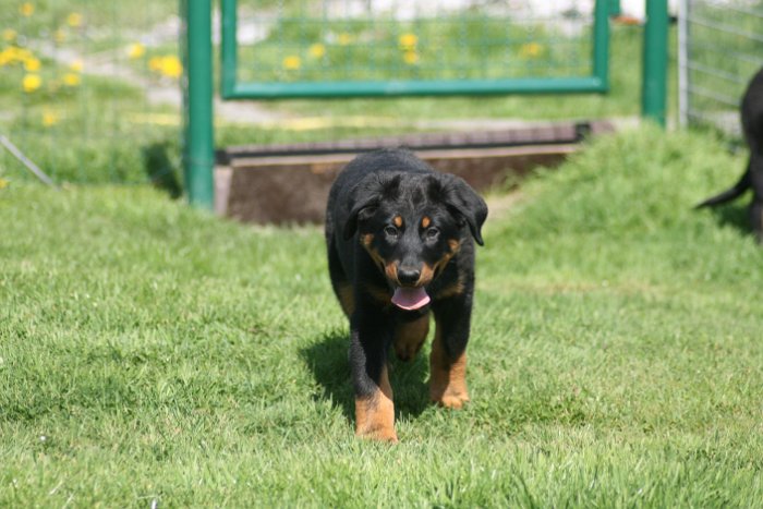 Quenza 09 04 2017 (44)